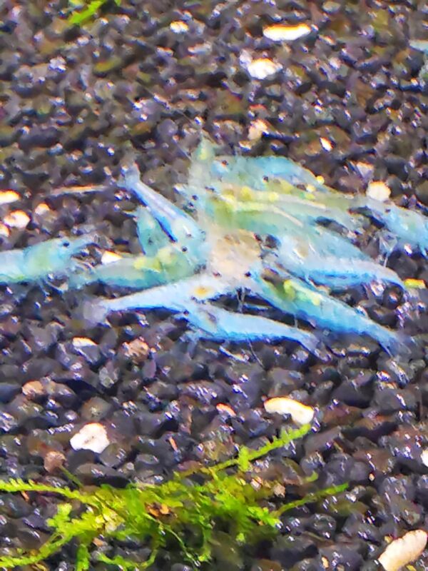 BLUE PEARL  / BLUE JELLY - 1.5-2.0 CM - obrazek 2